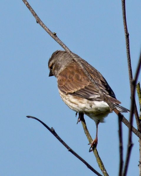 Female Linnet