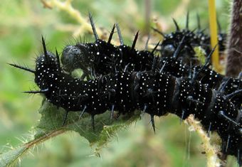 Peacock Caterpillars, Lathkill Dale