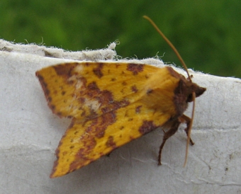 Pink-barred Sallow moth