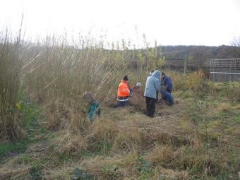 Coppicing at Rodley Nature Reserve 