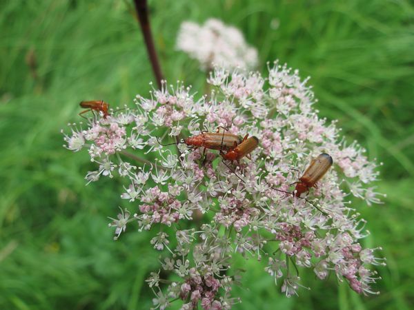 Soldier Beetle on Angelica