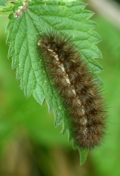 Buff Ermine Moth Caterpillar