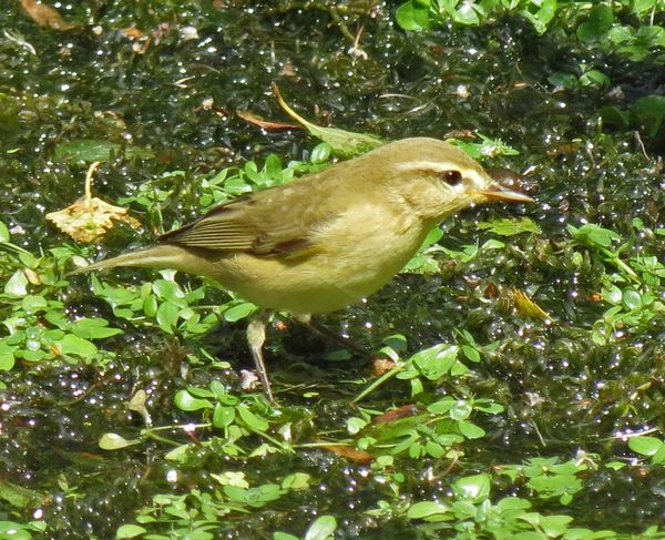 Willow Warbler Or Chiff Chaff?