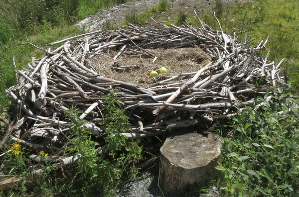 Replica Osprey Nest