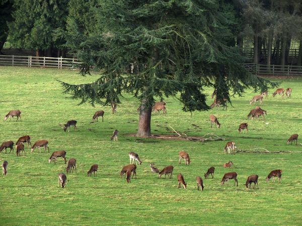 Red And Fallow Deer