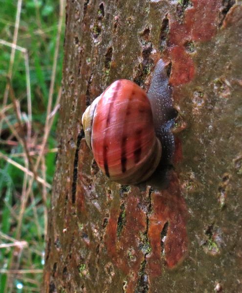 Good Weather For Snails