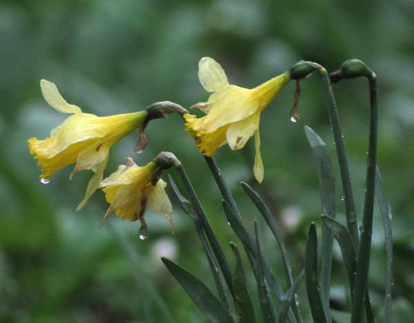 Wild Wet Daffodils
