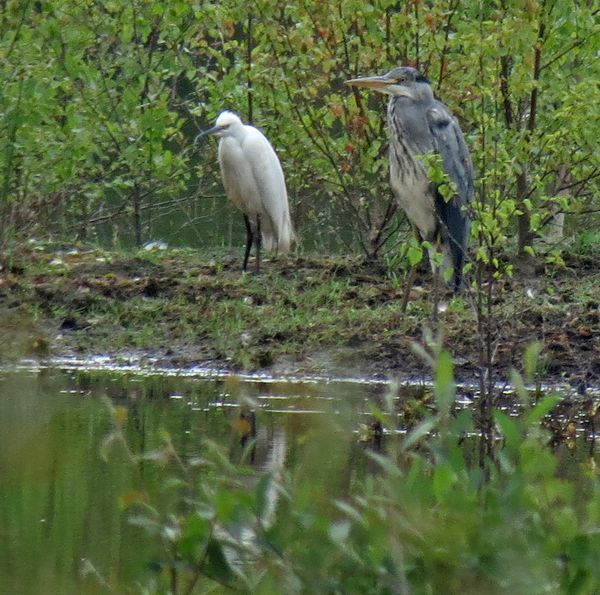 Egret And Heron
