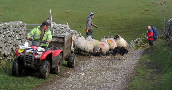 Moving The Sheep