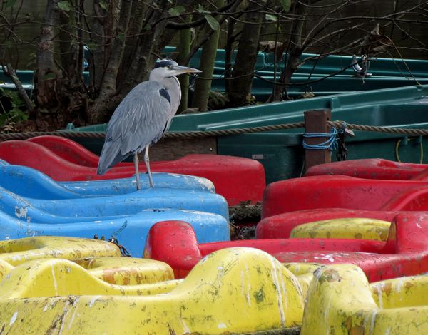 Grey Heron On A Boat Again ( or does it just stay there?)