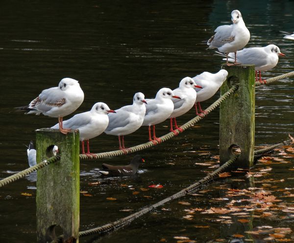Gulls On A Rope
