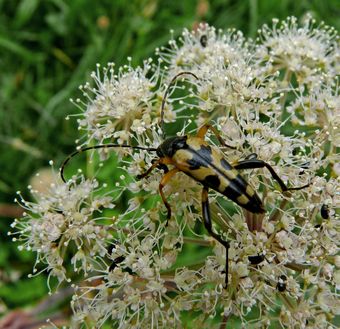 Longhorn Beetle, Strangalia Maculata