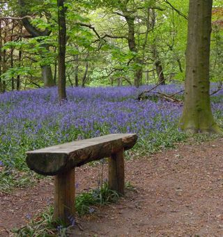 Bench and Bluebells