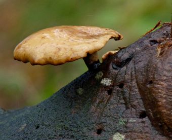 Black Footed Polypore