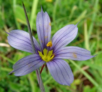 Moses Gate, blue eyed grass