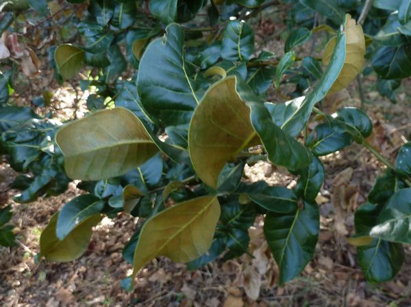 Chinese Evergreen Oak
