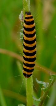 Cinnabar Moth Caterpillar on Ragwort