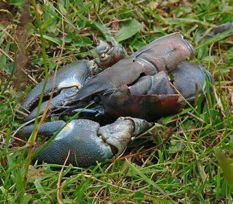 Crayfish Remains