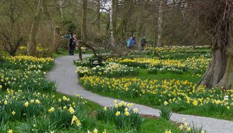 Daffodils at Constable Burton Hall Gardens