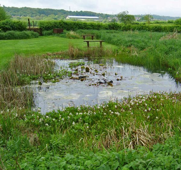 Dragonfly Pond With Bogbean