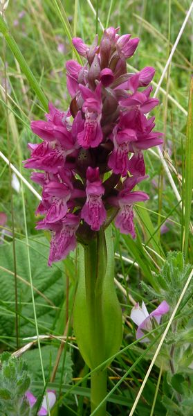 Early Marsh Orchid (Coccinea var.)