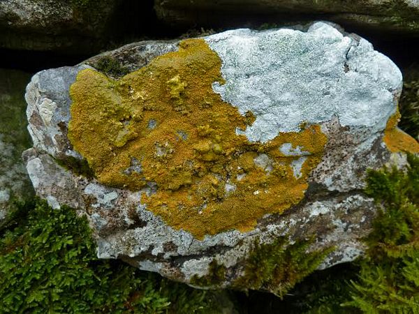 Contrasting Lichens