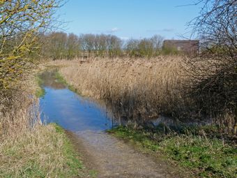 Flooded Path to One of the Hides