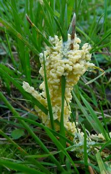 Flowers of Tan (A slime mould, also known as the "Dog Vomit Slime Mould"!)