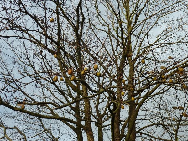 Fruits On Dove Tree