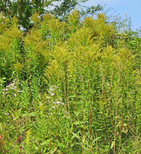 Stand Of Goldenrod