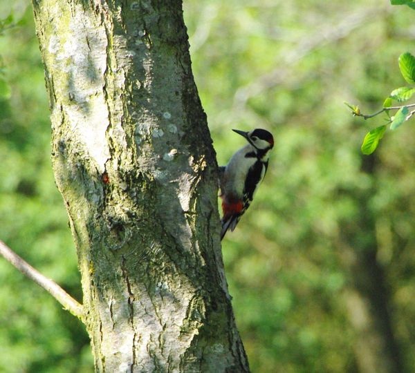 Great Spotted Woodpecker