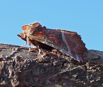 Herald Moth