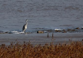 Heron on the Shore