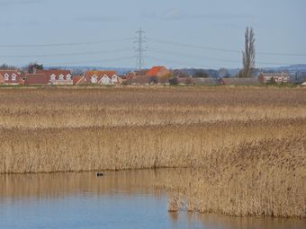 View Across the Reeds