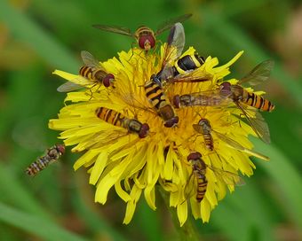 Hoverfly World