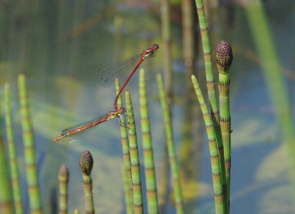 Large Red Damselfly and Water Horsetail