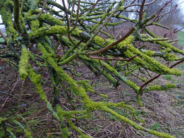 Lichen Covered Branches