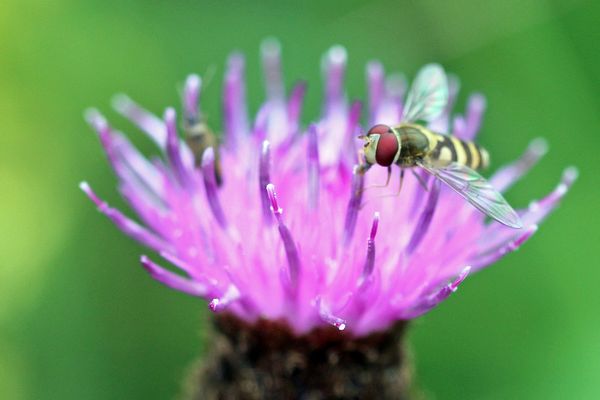 Male Marmalade Hoverfly On Knapweed