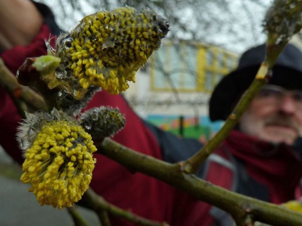 Male Goat Willow Catkin