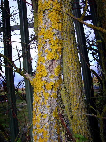 Lichen On Tree