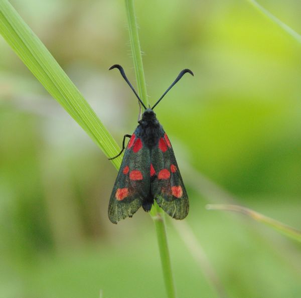 Narrow Bordered Five-spot Burnet Moth