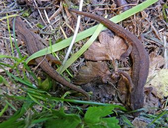 Common Newts