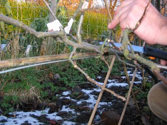 Pruning at the orchard