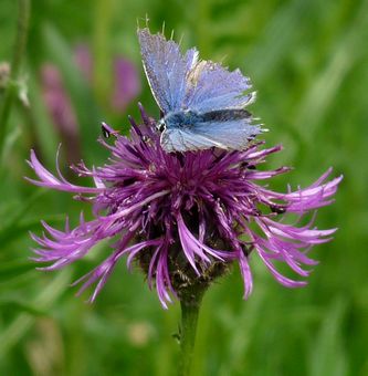 Ragged Blue Butterfly