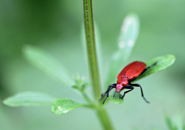 Red-Headed Cardinal Beetle