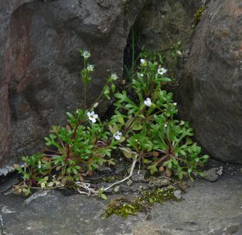 Rue-Leaved Saxifrage