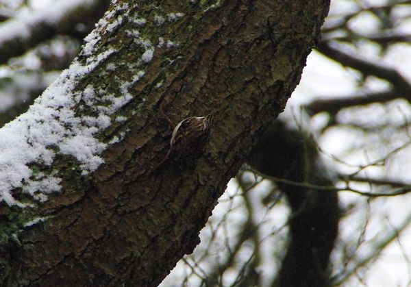 camouflaged treecreeper