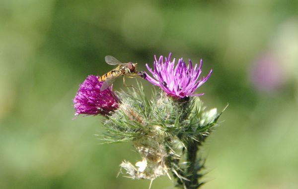 Welted thistle and hoverfly
