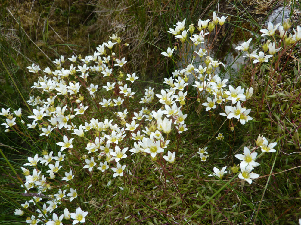 Mossy Saxifrage, Ribblehead, 22nd June 2021