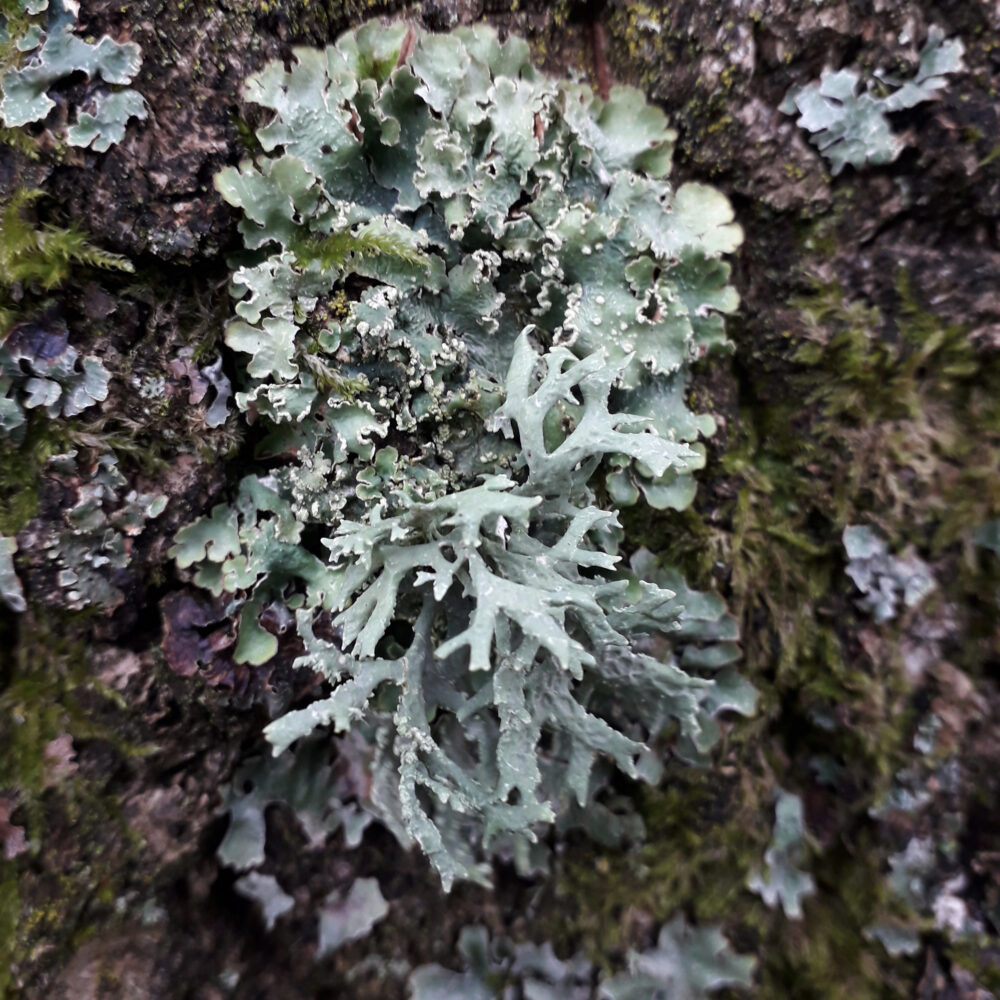 Lichen With Reproductive Spores, 13th October, Northcliffe Woods